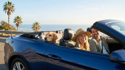 A happy golden retriever with its head out the window of a car rental driving along the California coast