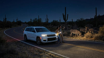 Headlights from a Las Vegas car hire illuminating a wild burro on a dark desert highway at night
