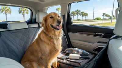 A happy golden retriever with its head out the window of a convertible car hire on a sunny Florida road