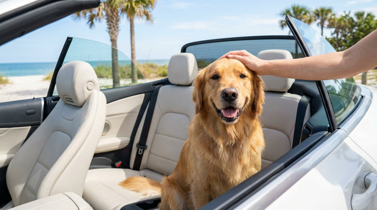 A happy golden retriever sits in a car rental with its head out the window on a sunny, palm-lined road in Florida