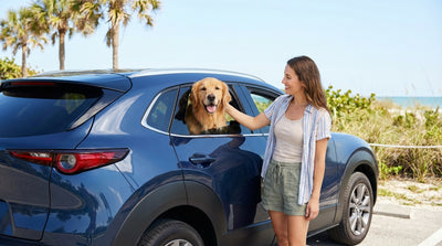 A happy dog sticks its head out the window of a car rental driving along a sunny Florida beach with palm trees