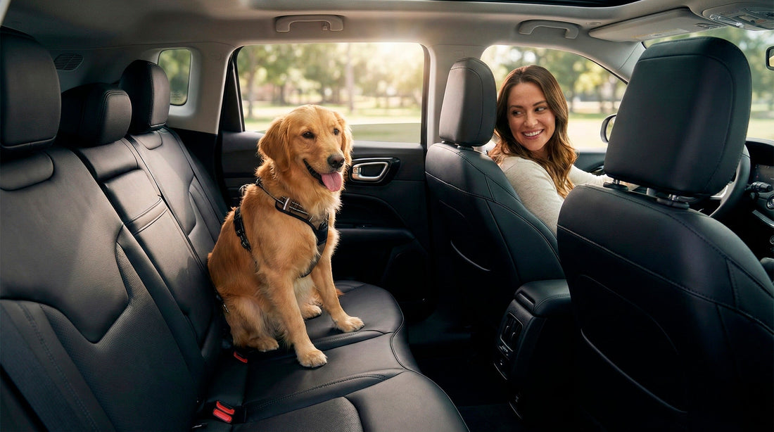 Happy Golden Retriever sitting safely in the back seat of a clean, pet-friendly rental car.
